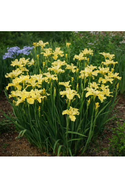 Ірис сибірський Кісс зе Гьорл